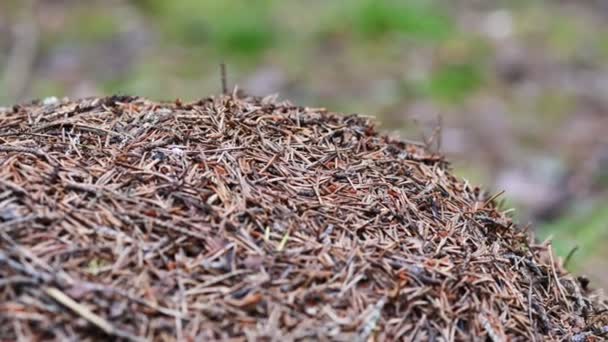 Hormiguero Agujas Pino Las Hormigas Corren Por Ahí Verano Bosque — Vídeos de Stock