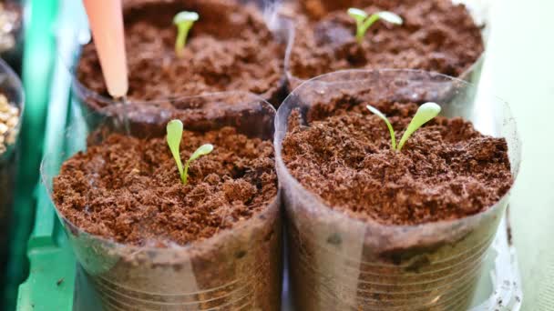 Sämlinge Gießen Gartenarbeit Hause Nahaufnahme — Stockvideo