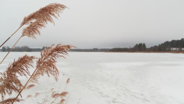 Las Cañas Cañas Balancean Viento Paisaje Invernal Huellas Nieve Orilla — Vídeo de stock