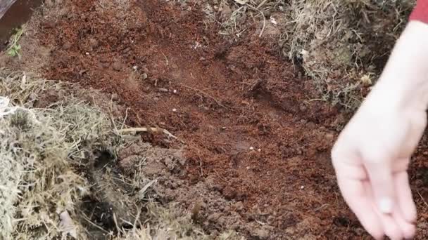 Altın Yüzüklü Bir Kadının Eli Bahçeye Tohum Döküyor Çerçevede Gübre — Stok video
