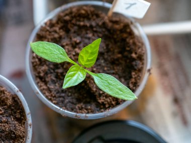 Şeffaf bir tencerede yaprakları olan küçük yeşil bir fidan ve yukarıdan manzaralı bir numara..