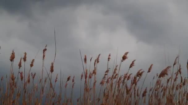 Reeds Grama Seca Balançando Vento Céu Nublado Com Nuvens — Vídeo de Stock