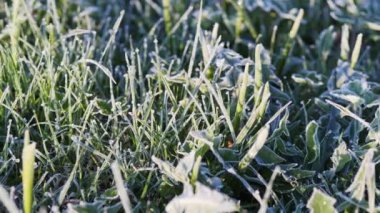 Frost on the green grass on a sunny spring morning