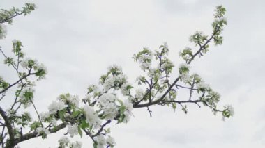 Bulutlu bir gökyüzünde beyaz çiçeklerle açan bir elma ağacı..