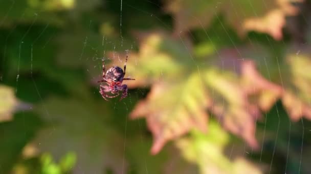 Araignée Centre Toile Oscille Dans Vue Vent Bas — Video