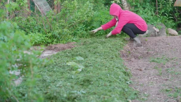 Kobieta Różowej Bluzie Kapturem Czarnych Obcisłych Spodniach Nawozi Młode Sadzonki — Wideo stockowe