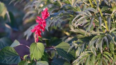 Red Salvia sallanıyor akşam rüzgarda.