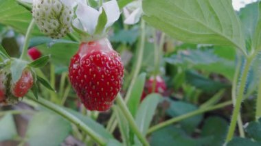 Real red strawberries grow in the home garden.