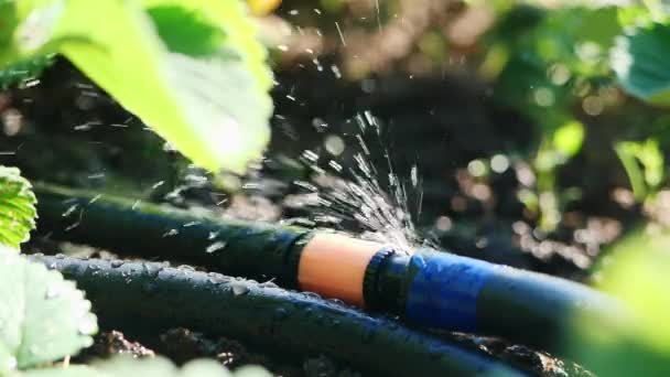 Water Splashes Background Strawberry Leaves Fly Leaky Watering Hose Slow — Video