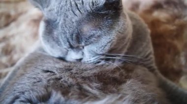 Grey British cat licks his fur in slow motion close-up