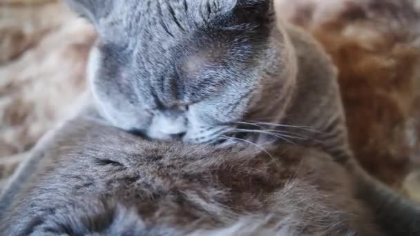 Grey British Cat Licks His Fur Slow Motion Close — Wideo stockowe