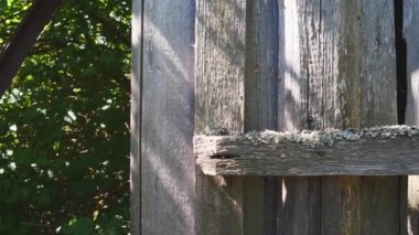 An old wooden door overgrown with moss shooting on a sunny summer day