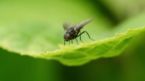 Una Mosca Sienta Sobre Una Hoja Verde Rasca Con Sus — Vídeos de Stock