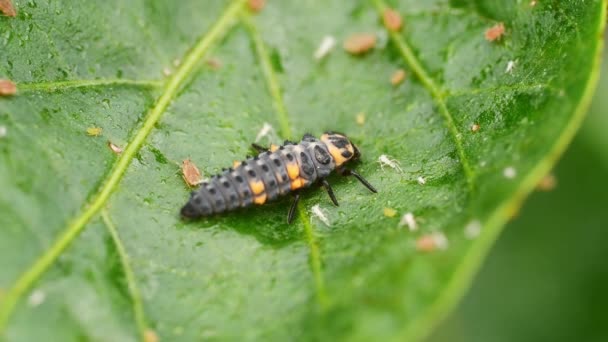 Ladybug Larva Wet Pepper Leaf Aphids — Stockvideo