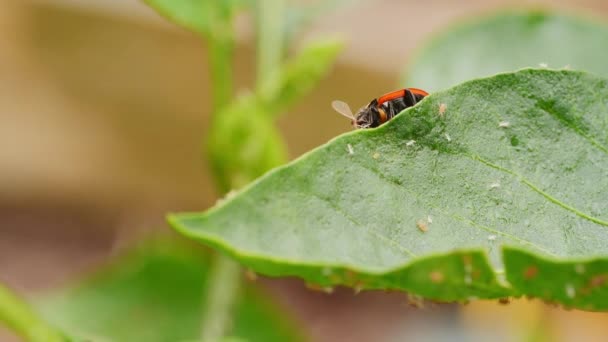 Ladybug Pepper Leaf Eats Aphids — Stockvideo