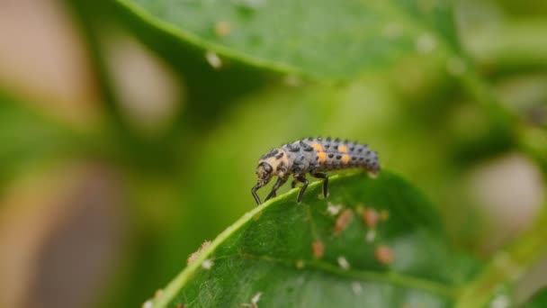 Ladybug Larva Pepper Leaf Eats Aphids — Wideo stockowe