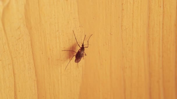 Mosquito Una Tabla Amarilla Limpia Sus Patas — Vídeos de Stock