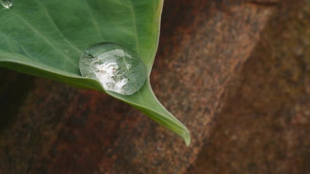 緑の葉の先端に水の丸い大きな光沢のある滴が近くにホストを震わせる — ストック動画