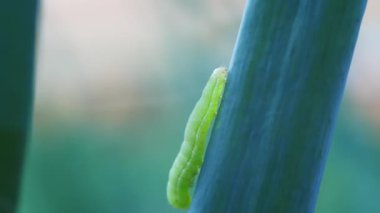 Green caterpillar on the grass in the evening close-up