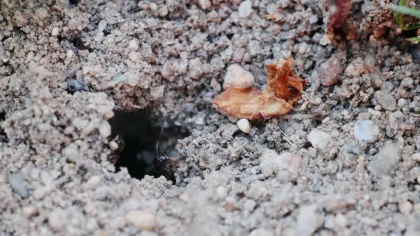 Ant Guards Entrance Underground Anthill — ストック動画