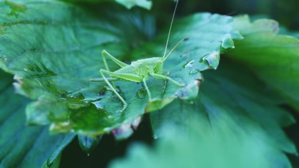 Large Green Grasshopper Evening Leaves Strawberries Close — Vídeo de Stock