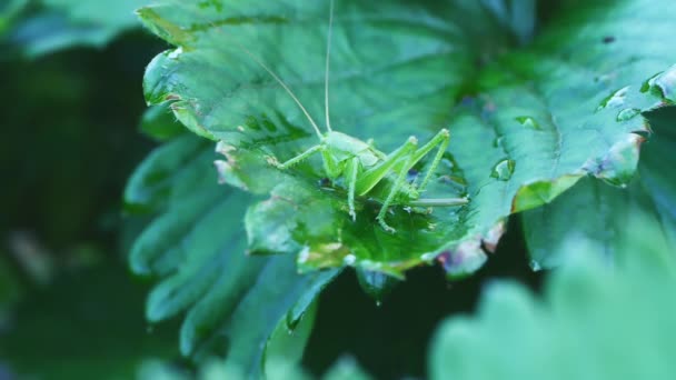 Avonds Zit Een Sprinkhaan Bladeren Van Aardbeien Springt Slow Motion — Stockvideo