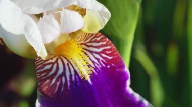 Parlak renkli bir iris çiçeği rüzgarda sallanıyor.