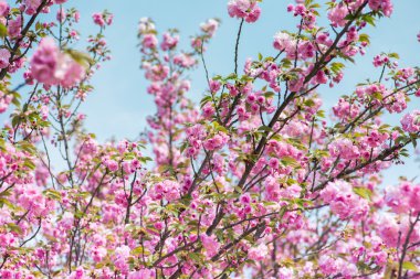 pembe kiraz çiçekleri çiçek 
