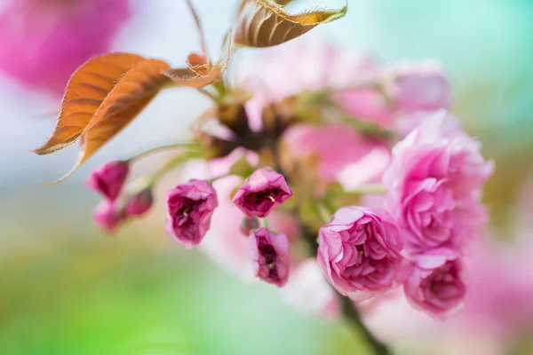 Pink Cherry Flowers blooming — Stock Photo, Image