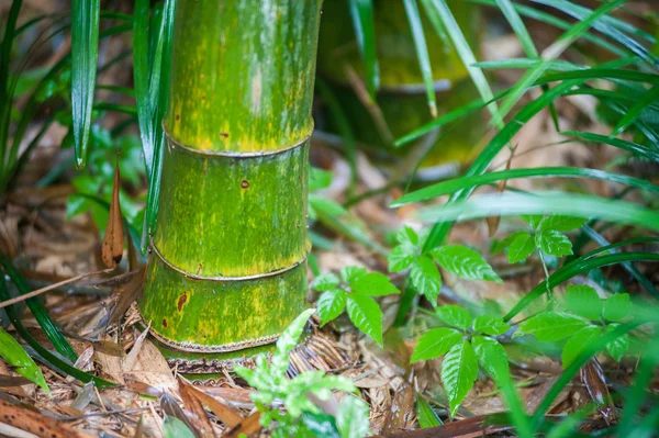 Groene bamboe boomstammen in gras — Stockfoto