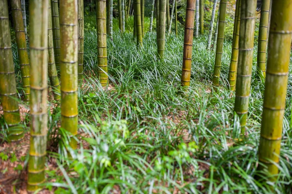 Green bamboo tree trunks in  grass