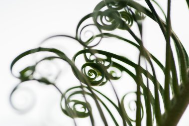 Genç palmiye ağacı yaprağı filizi