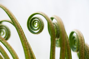 Genç palmiye ağacı yaprağı filizi