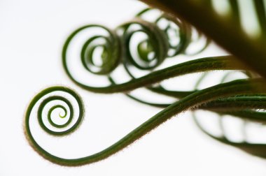 Genç palmiye ağacı yaprağı filizi