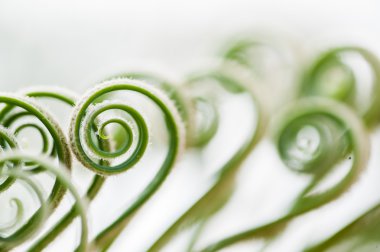 Genç palmiye ağacı yaprağı filizi