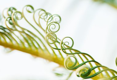 Genç palmiye ağacı yaprağı filizi