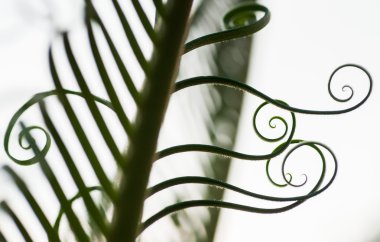 Genç palmiye ağacı yaprağı filizi