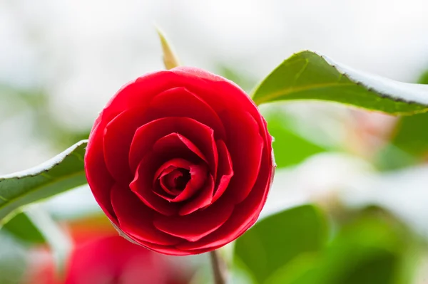 Růžová červená růže venku v zahradě — Stock fotografie
