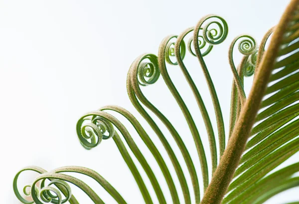 Brotes de hojas de palmera joven — Foto de Stock