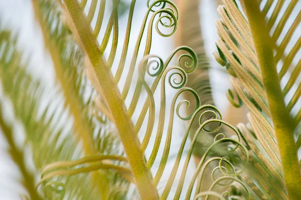 Brotes de hojas de palmera joven — Foto de Stock