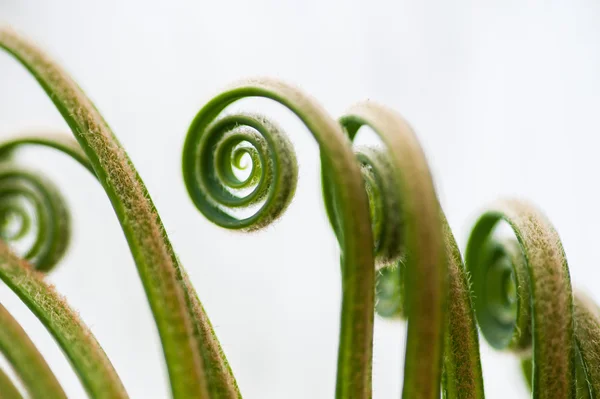 Genç palmiye ağacı yaprağı filizi