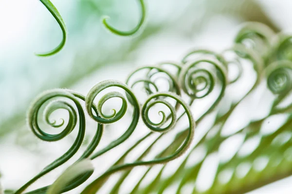 Young Palm Tree Leaves Sprouts — Stock Photo, Image