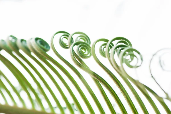 Brotes de hojas de palmera joven — Foto de Stock