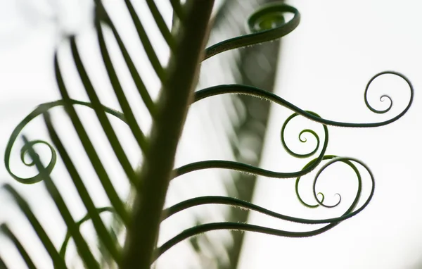 Genç palmiye ağacı yaprağı filizi — Stok fotoğraf