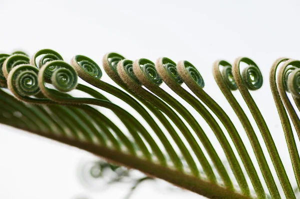 Young Palm Tree Leaves Sprouts — Stock Photo, Image