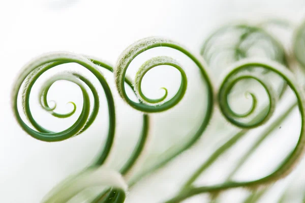 Brotes de hojas de palmera joven — Foto de Stock