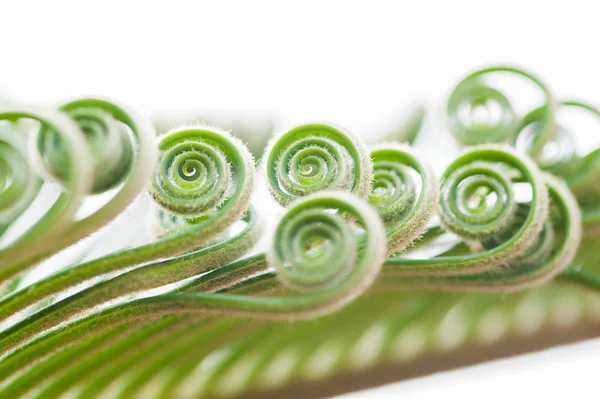 Young Palm Tree Leaves Sprouts — Stock Photo, Image