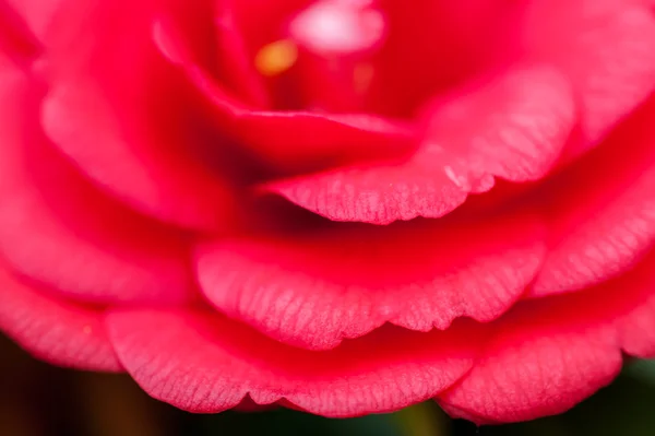 Розовые красные розы на открытом воздухе в саду — стоковое фото
