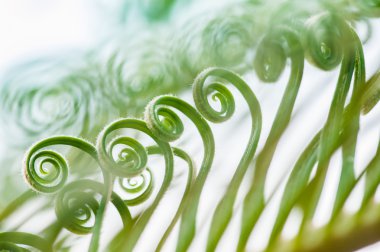 Genç palmiye ağacı yaprağı filizi