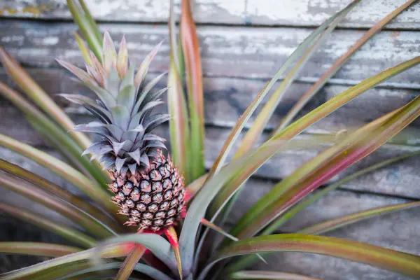 Ananas tropisch fruit groeien op een boerderij — Stockfoto